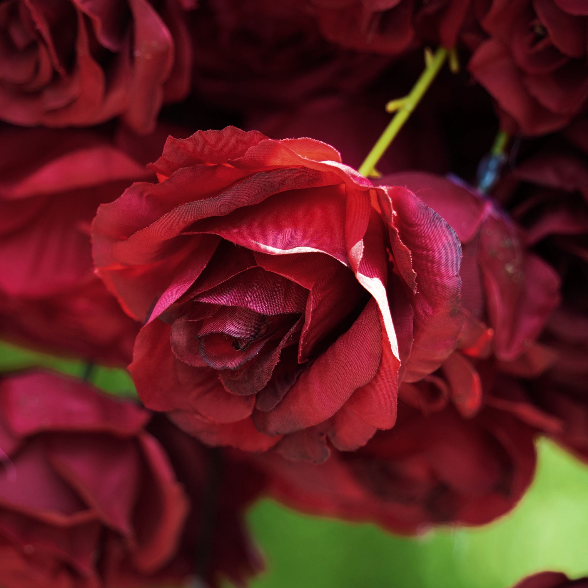 Vibrant colors give the wine red roses flower wall detailed realism and beauty.